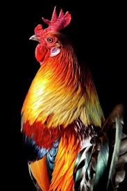 Montagne Vagabond With Images Fancy Chickens Beautiful Chickens Chickens And Roosters