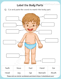 We share the following free pdf worksheet. Label The Body Parts Worksheet For Grade 2 Your Home Teacher