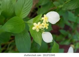 Image result for Pseudomussaenda