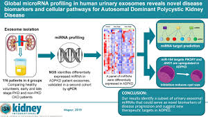 Global Microrna Profiling In Human Urinary Exosomes Reveals Novel Disease Biomarkers And Cellular Pathways For Autosomal Dominant Polycystic Kidney Disease Kidney International