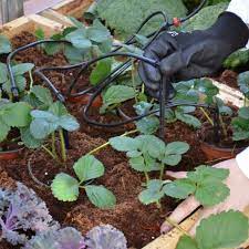 epingle sur serres de jardin