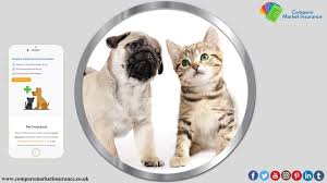 Policy includes boarding fees and advertising. Escape From More Expense Get Cheap Pet Insurance Uk Artofit