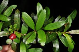 Image result for Podocarpaceae