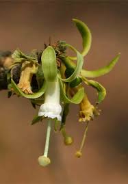 Image result for Turraea robusta