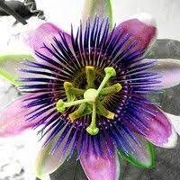 Passionflower Jon Gomm Cover Rendition Passion Flower Passiflora Caerulea Flowering Vines