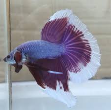 Fish Food Bua Kaw Half Moon Betta Splender 15g Mosquito Larva Tropical Food Betta Fish Betta Siamese Fighting Fish