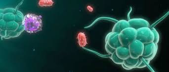 Gizi yang cukup dan seimbang yang dikombinasikan dengan. 6 Minggu Kehamilan Apa Yang Berlaku Kepada Bayi Perkembangan Janin 19 Gambar Saiz Bayi Adalah Normal Apa Yang Kelihatan Seperti Embrio