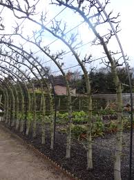 Crj fruit tree nursery uk grows a huge range of varieties and use only the cleanest stocks available for propagation. Espalier The Art Of Taming Nature No 4 Jardin