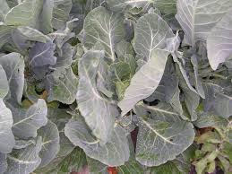 Collard greens are a cool season vegetable and are often planted in late summer to early autumn for winter harvest in the south. How To Grow Collards Growing Collards Garden Collards Collard Plants