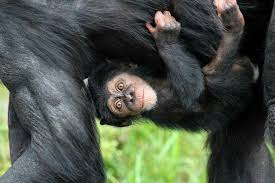 Pin By Marian De Groot Landa On Baby Apen Baby Chimpanzee Cute Monkey Primates