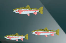 Oncorhynchus mykiss, golden rainbow trout in pond, may 8. Rainbow Trout Wild Kratts Wiki Fandom
