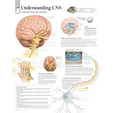 Want to learn more about it? Scientific Publishing Understanding Central Nervous System Chart