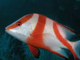 Image result for Sebaea junodii