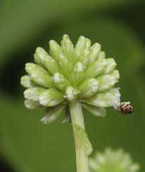 Image result for Blepharispermum