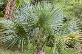 Il porte ainsi de belles feuilles palmées, qui n'excèdent pas 60 cm de diamètre. Palmiers Resistants Au Papillon Du Palmier Palmiers Et Compagnie