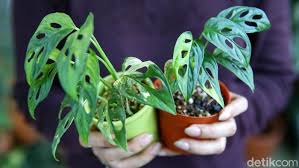 Harga hortensia tanaman hias hydrangea bibit bunga pancawarna bunga bokor. Kok Bisa Sih Harga Tanaman Doang Tembus Ratusan Juta