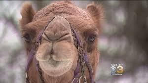 Why did the camel cross the road? Stranded Camel Baffles Motorists Amid Snowstorm In Pennsylvania