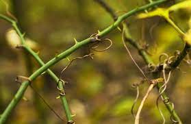 Thorny vines will damage any monster or spelunker that touches it from any angle for 1 hp, launching them back the opposite direction. Pin On For Nerd Night L5r