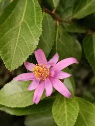 Image result for Grewia