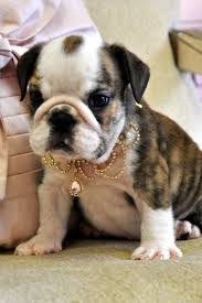 The english bulldog is an affectionate, loving companion breed with a sociable and sweet personality. English Bulldog Puppies For Sale Florida California New York Tampa Orlando Miami Fort Laurderdale Sarasota Jacksonville Tallahassee Los Angeles Manhattan