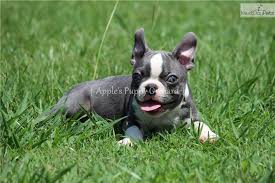 Boston terriers are small dogs with big eyes and big personalities. Baby Blue Boston Terrier Puppy For Sale Near Dallas Fort Worth Texas 203cd3a8 Bb81