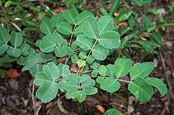 Image result for Sclerocarya