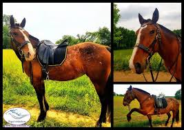 La Belle Slavina Nous Presente Le Filet Yggdrasil Porte Elle Est Egalement Equipe D Un Collier De Chasse En Beta Biothane Noir Bouclerie Laito Horses Animals