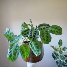 Image result for maranta