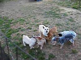 Lancaster puppies advertises puppies for sale in pa, as well as ohio, indiana, new york and other states. Texas Red Heeler Pups For Sale 07 2021