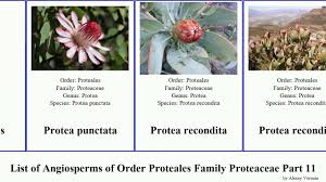 Image result for Protea welwitschii × angolensis