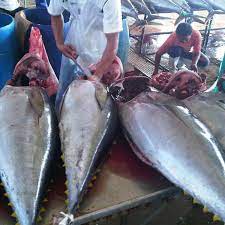 Not only is it loaded with nutrients and with vitamins, but it is also low in saturated fat. Thunfisch Fabrik Grosshandel Frisch Gefrorener Gelb Flossen Thunfisch Buy Gefrorene Gelb Fin Thunfisch Gefrorene Ganze Fische Gefrorene Makrele Fisch Product On Alibaba Com