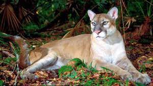 Official florida panthers message board. Beobachten Sie Den Florida Panther In Der Natur Traum Urlaub Florida