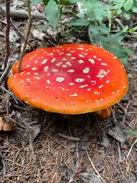 Image result for Rangaeris muscicola