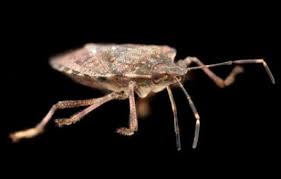 An Easy Way To Get Rid Of Stink Bugs Stink Bugs Stink Bug Repellent Stink Bug Trap