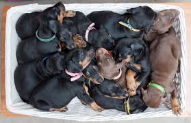 Look at pictures of doberman pinscher puppies who need a home. Rescue Dog Gives Birth To A Record 14 Doberman Puppies Mirror Online
