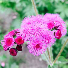 Ageratum Houstonim Nordmeer Flower Name Best Flower Wallpaper