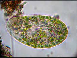 Apr 04, 2020 · unlike other pathogens, samples with protozoa cannot be simply identified through a culture. See Inside Ciliate Protozoa Youtube