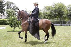 Últimas noticias, fotos, videos e información sobre paz en colombia. El Caballo De Paso Fino De Colombia Noti Caballos