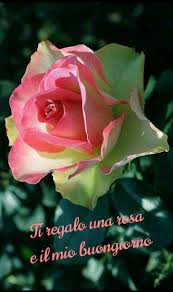 Pin by Gabry Nù on Buongiorno | Beautiful rose flowers, Hybrid tea roses,  Rose seeds