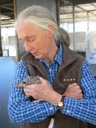 We at the Environmental Investigation Agency are very sad today to learn of  the passing of globally renowned primatologist and anthropologist Jane  Goodall. EIA Executive Director Mary Rice said: “A trailblazer in