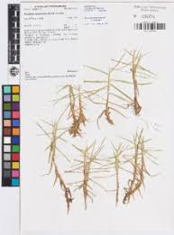 Image result for Cenchrus clandestinus