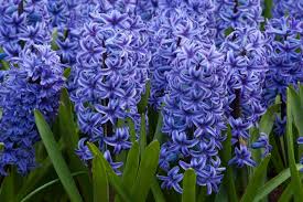 Gardening & landscaping stack exchange is a question and answer site for gardeners and landscapers. 10 Bonny Blue Plants And Flowers Hgtv