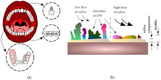 Historique de la cotation sur euronext paris, graphique, actualités, consensus des analystes et informations boursières. Ijms Free Full Text The Role Of Oral Cavity Biofilm On Metallic Biomaterial Surface Destruction Corrosion And Friction Aspects Html