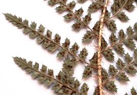 Image result for Dryopteridaceae