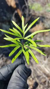 Image result for Doryopteris