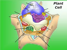 We did not find results for: Ppt Plant And Animal Cells Powerpoint Presentation Free Download Id 9634217