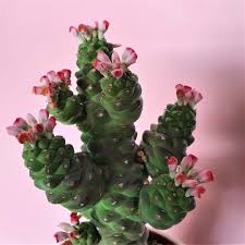 Image result for Monadenium