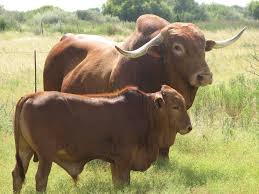 The Afrikaner Cattle Breeders Society Of South Africa Cattle Beef Cattle Cow Calf
