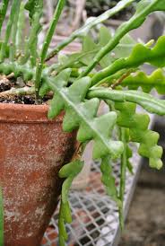 However, many cactus hobbyists come to the point when they want to in this post, we will give you the full guide on cactus propagation from seeds, stem and leaf cuttings, offsets and share tips. Pin On Houseplant