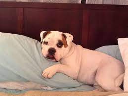 61+ funny pitbull name for females 8. The Furriest Of Fans Dog And Cat Names Inspired By Chicago Sports Chicago Tribune